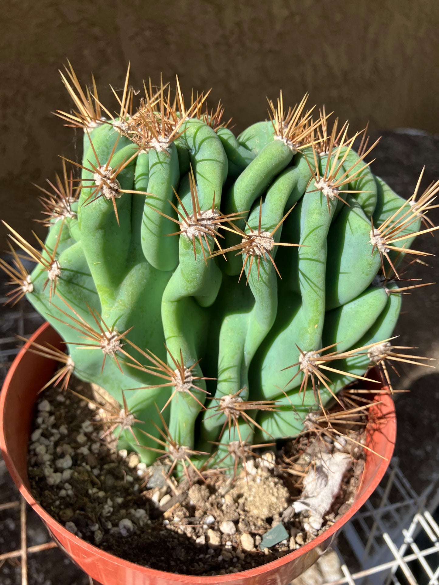 Cereus Peruvianus Monstrose Night Blooming 5" Tall 5.5"Wide #555Y