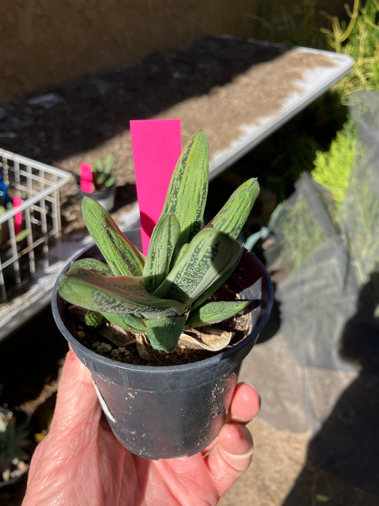 Gasteria Succulent Little Warty 4”Wide #47P