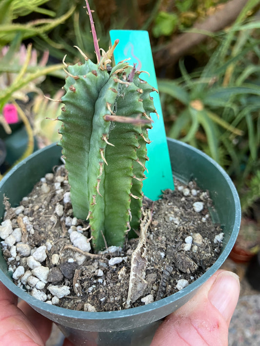 Euphorbia Horrida Noorsveldensis 3" Tall #3G