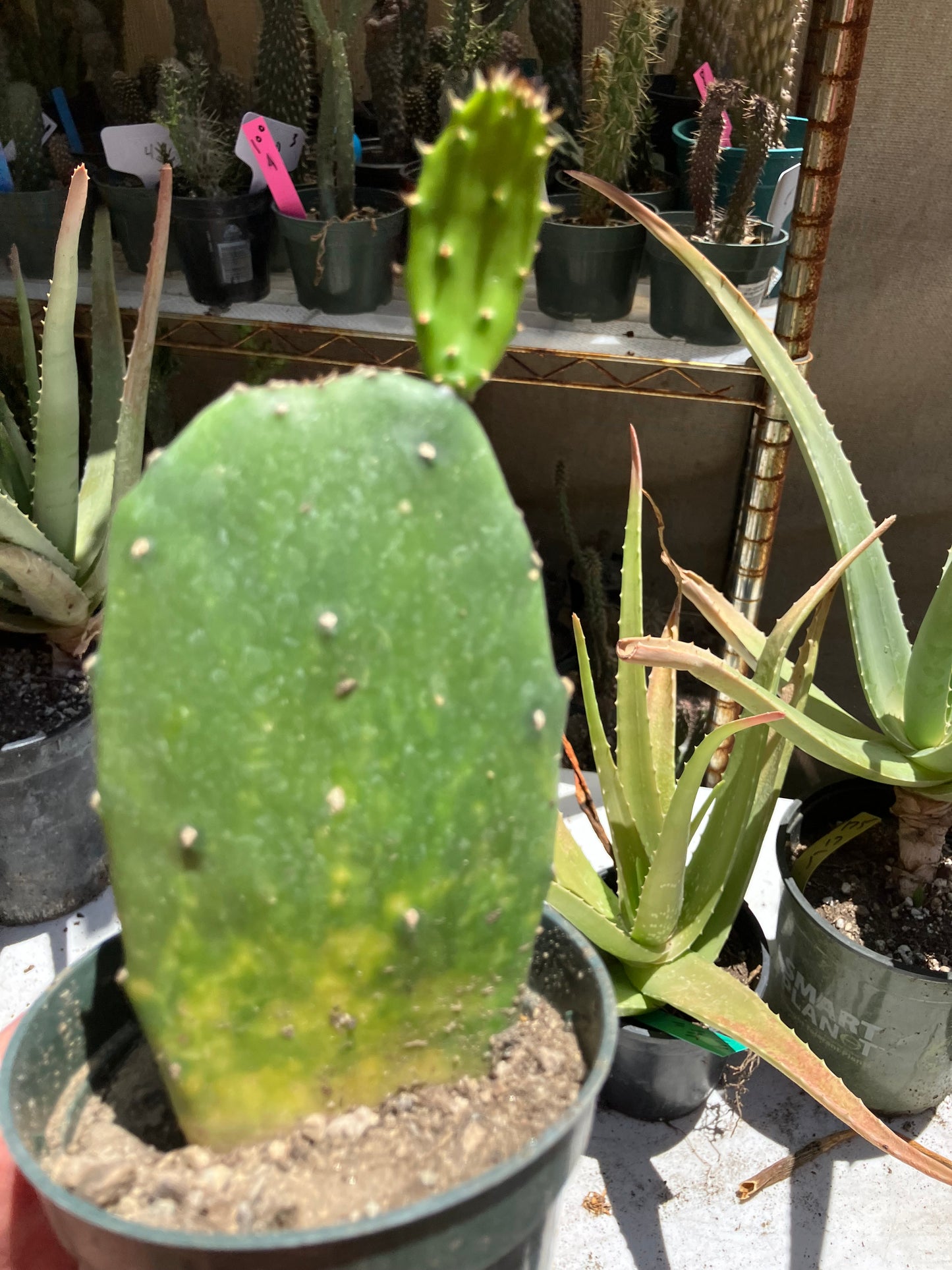 Opuntia Emerald wave Cactus 8”Tall  #8P*