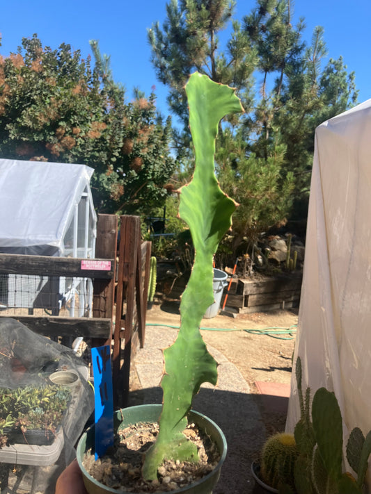 Euphorbia pseudocactus Zig Zag 11”Tall #116B