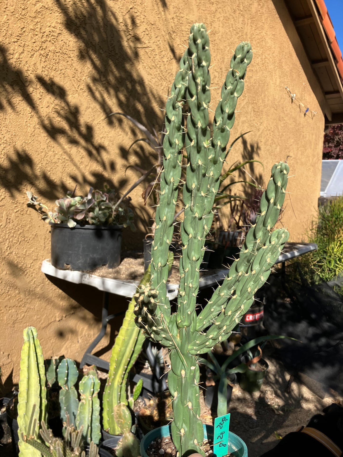 Cholla Cylindropuntia Imbricata  Buckhorn 20”Tall #208G