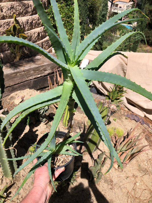 Aloe arborescens "Torch Aloe" 6 Year Old Living Plant Well Rooted 29" Tall #509B