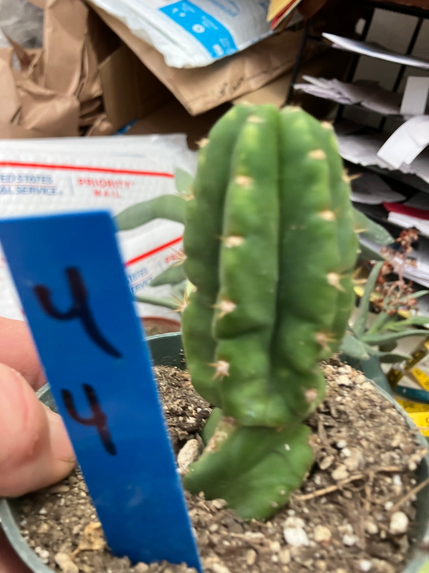 San Pedro Cactus  Trichocereus pachanoi 4"Tall #4B