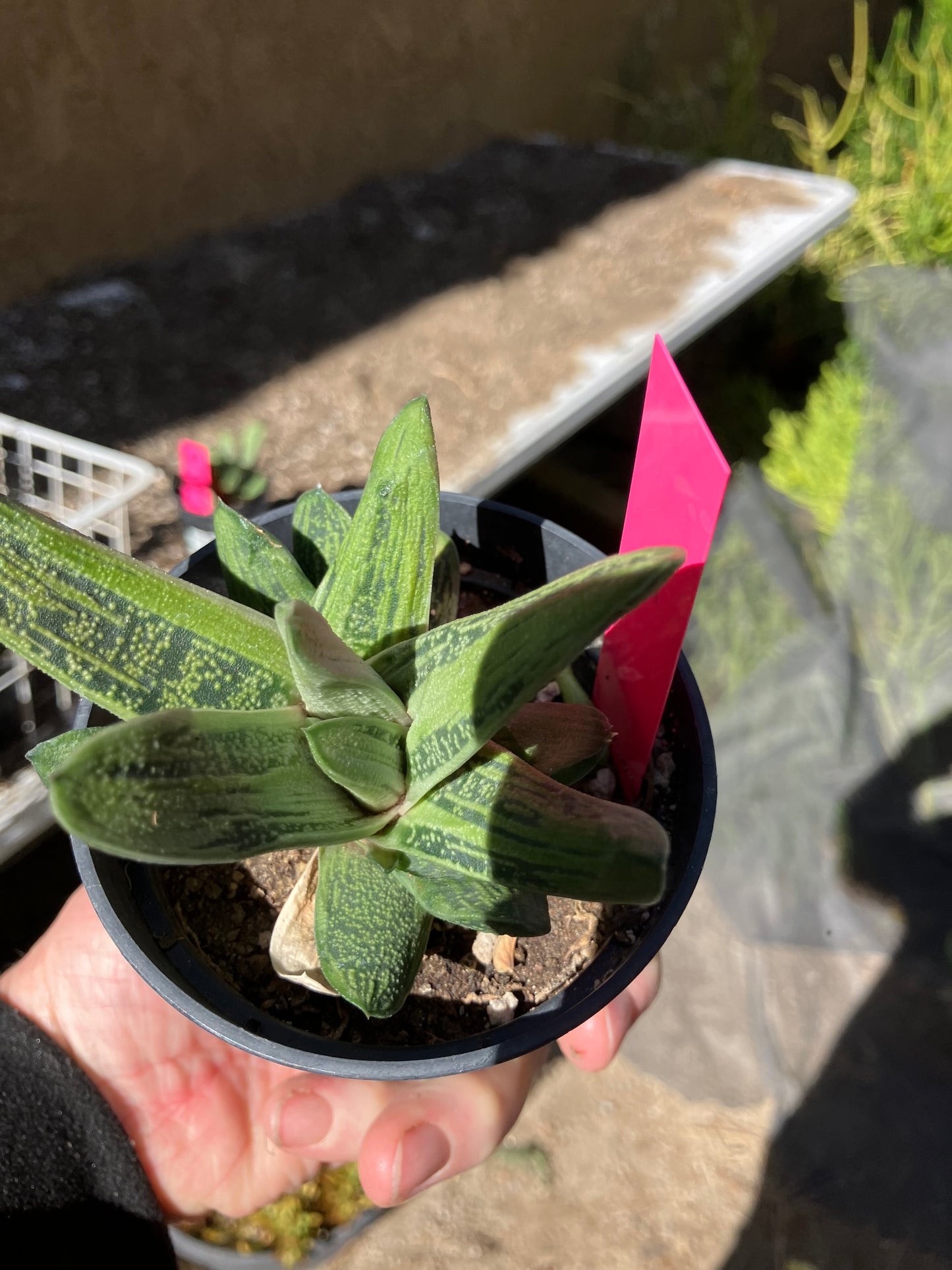 Gasteria Succulent Little Warty 4”Wide #47P