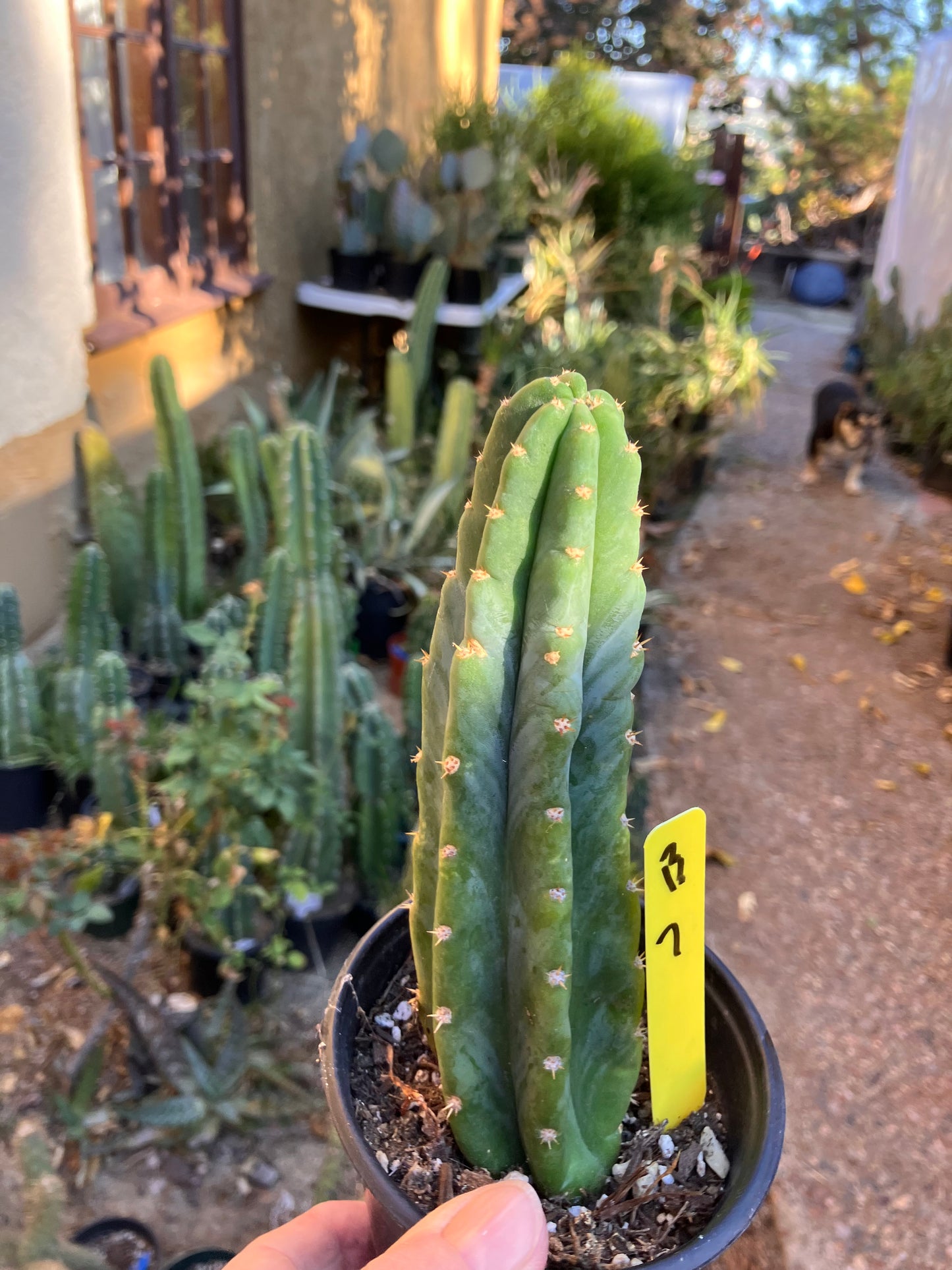 San Pedro Cactus - Trichocereus pachanoi 7”Tall #13Y