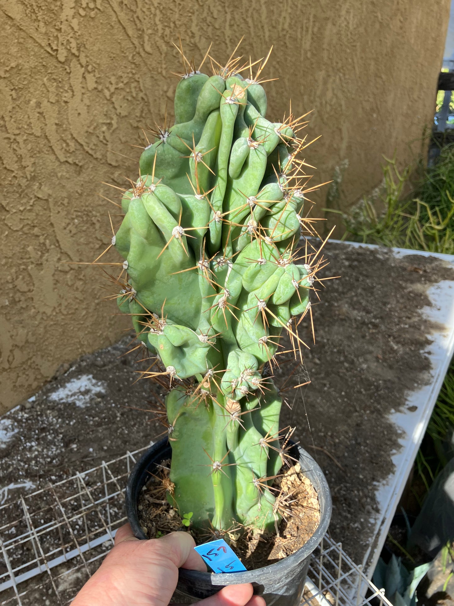 Cereus Peruvianus Monstrose Night Blooming 15”Tall #157B