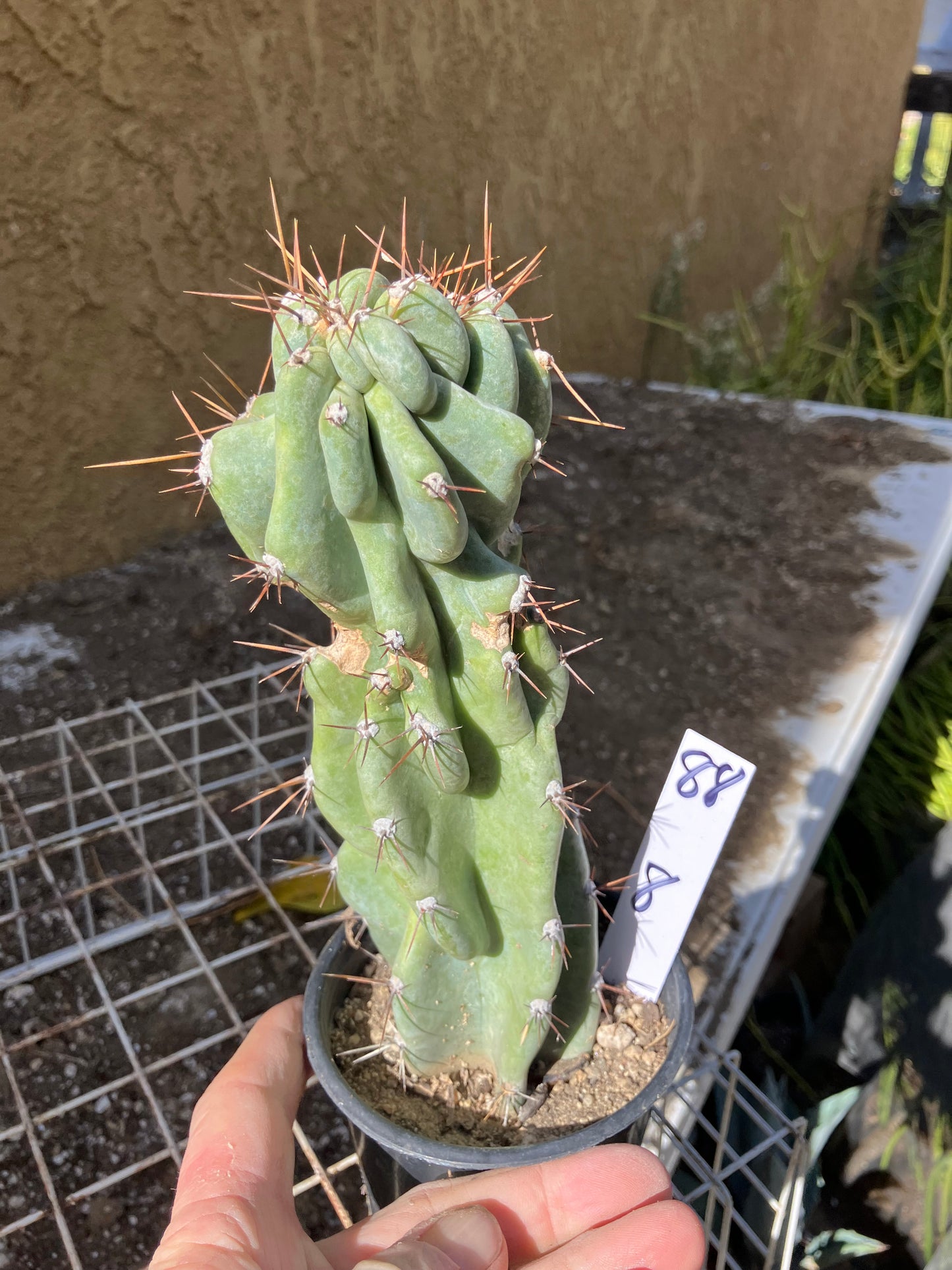 Cereus Peruvianus Monstrose Night Blooming 8”Tall #88W