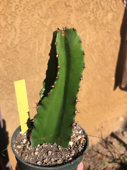 Euphorbia ingens Chocolate Drop 6”Tall #12Y