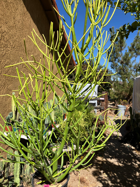 Euphorbia tirucalli Pencil Cactus/Succulent 35"Tall 20"Wide #101P