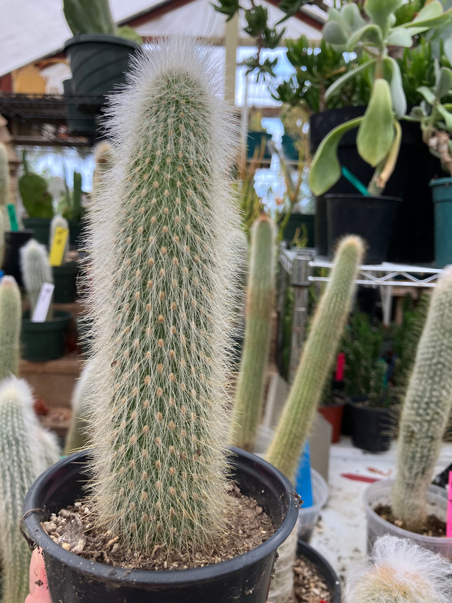 Cleistocactus tupizensis Silver Pole/Torch Cactus 7.5”Tall #84G