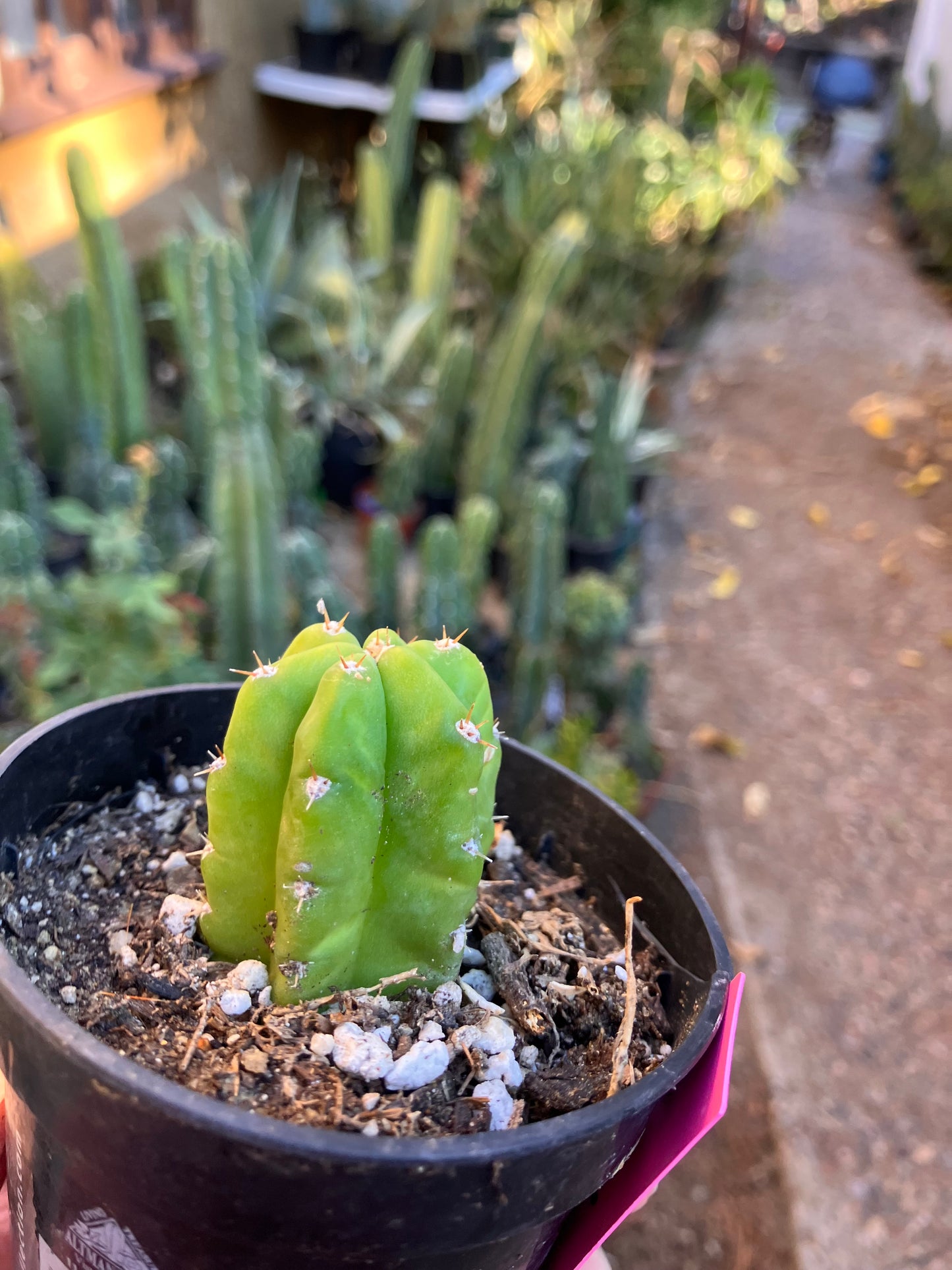 San Pedro Cactus - Trichocereus pachanoi 2"Tall #1P