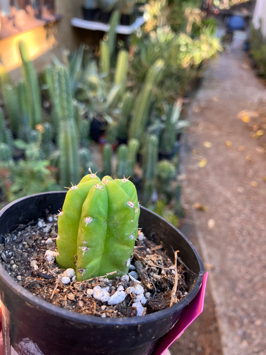 San Pedro Cactus - Trichocereus pachanoi 2"Tall #1P
