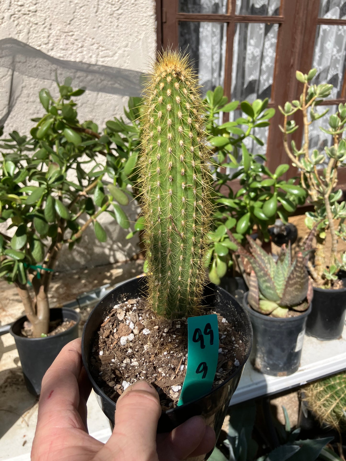 Cleistocactus hyalacanthus Cactus Columnar 9"Tall #99G