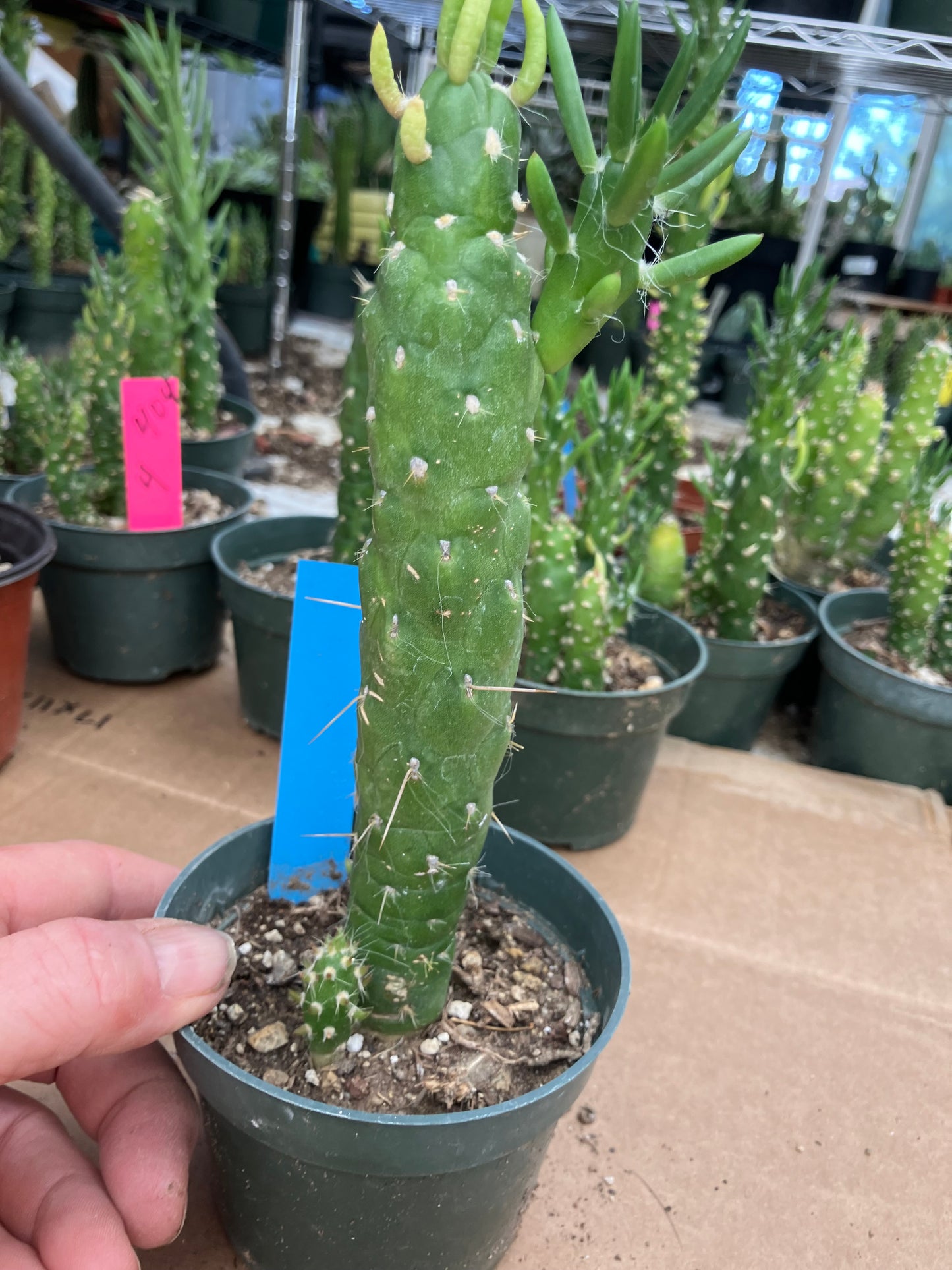 Austrocylindropuntia Cactus Gumbi Mini Eve's Needle 7"Tall #3B