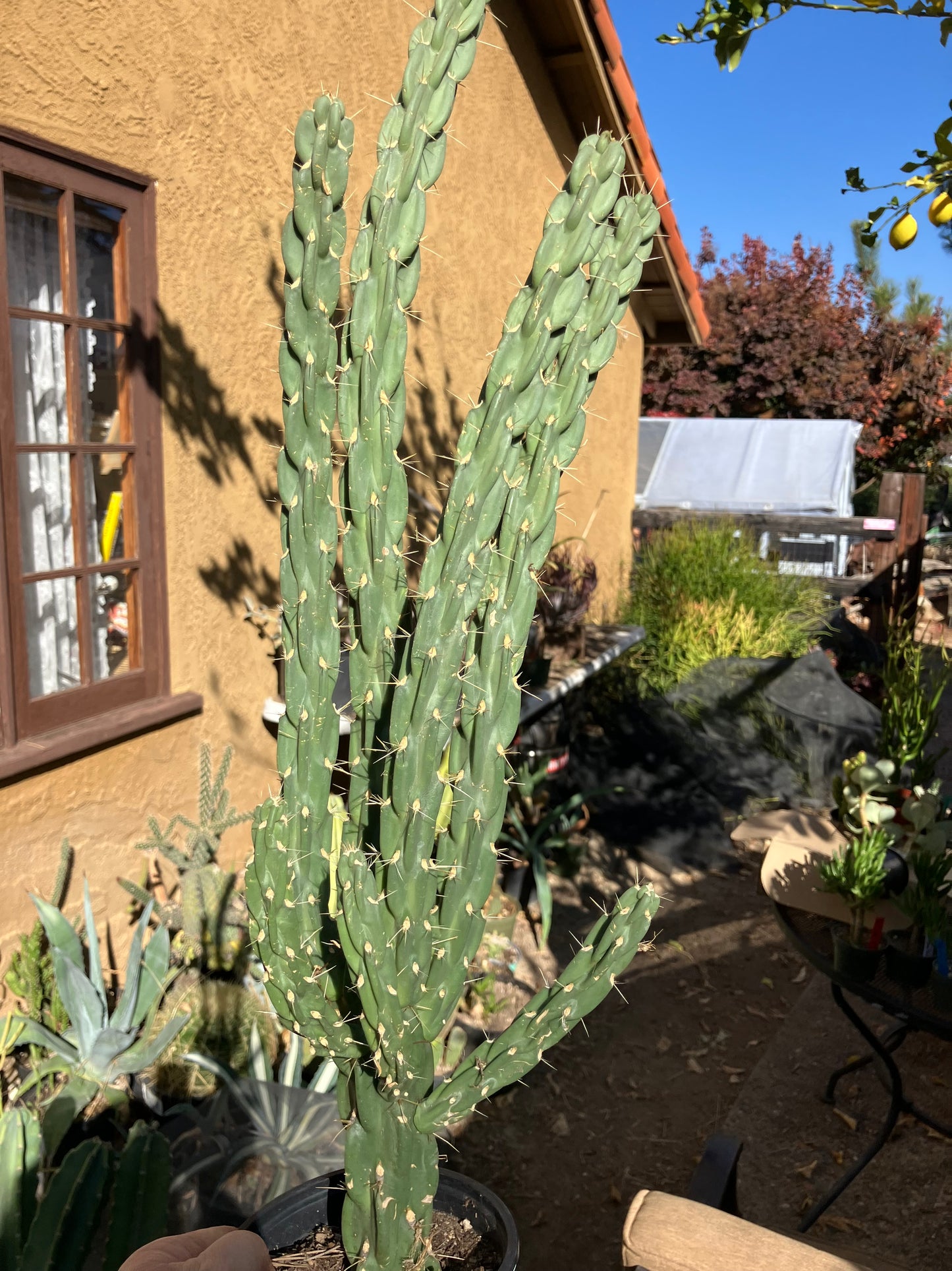 Cholla Cylindropuntia Imbricata  Buckhorn 23”Tall #023P