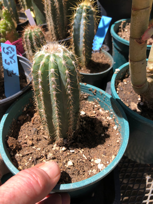 Pilosocereus  Pachycladus Cactus 7"Tall #76G
