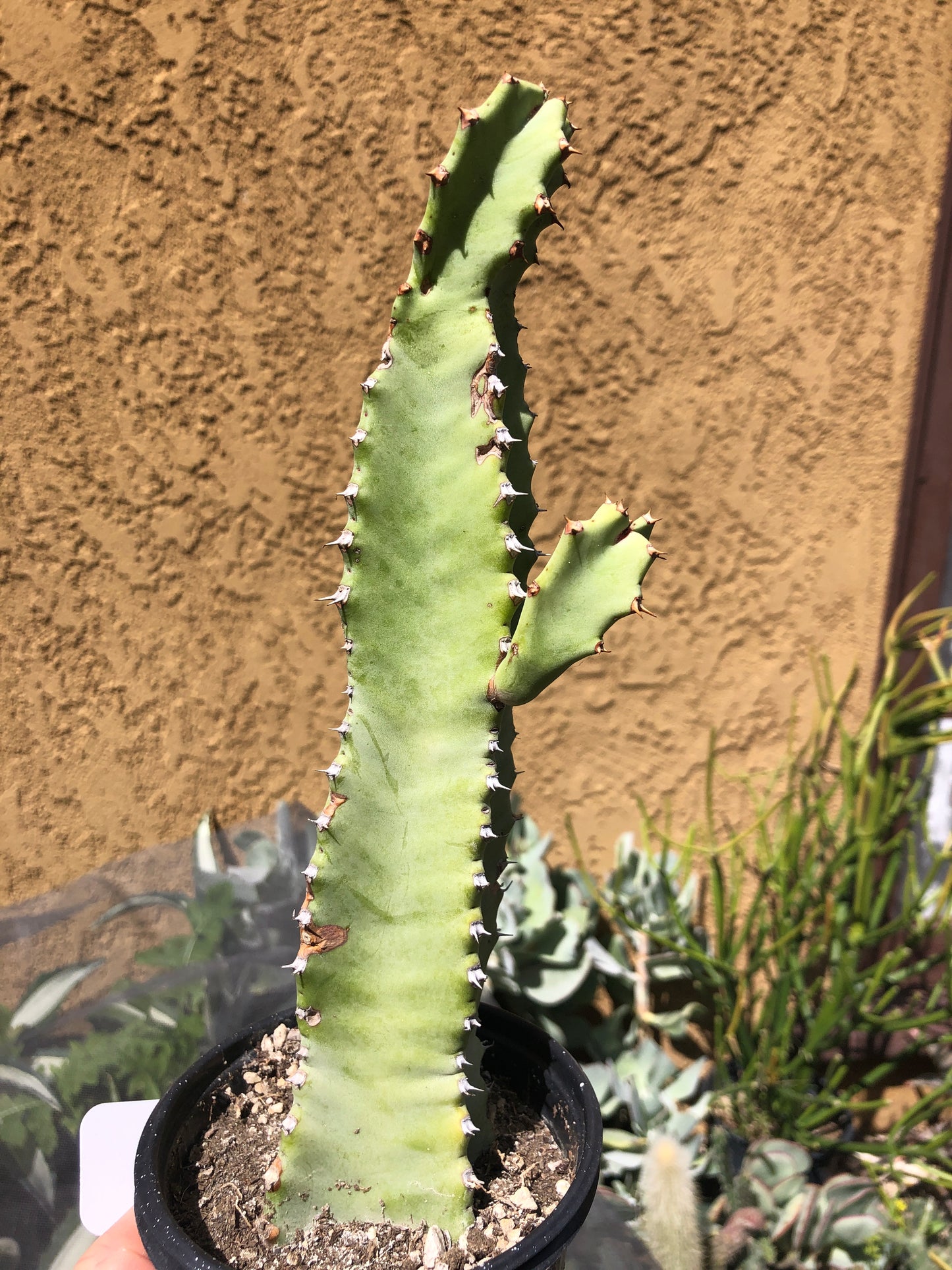 Euphorbia resinifera Moroccan Mound 9"Tall #901W