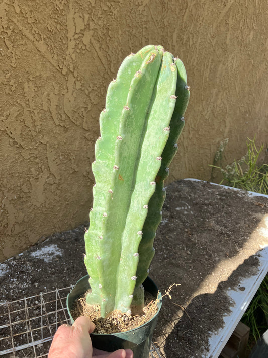 Cereus Peruvianus  Night Blooming 16"Tall #163W