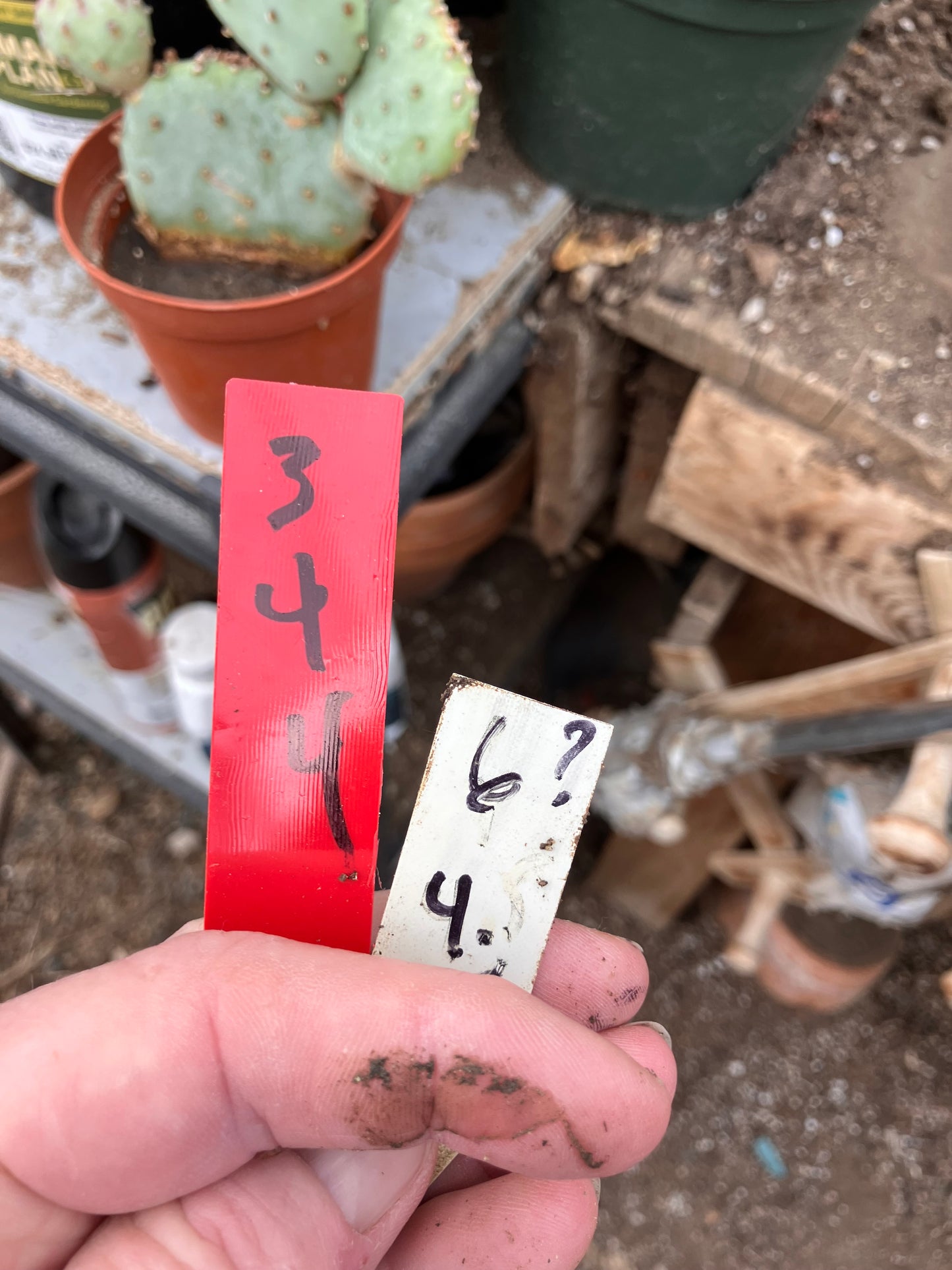 Opuntia Santa Rita Purple Prickly Pear 4”Tall #3R