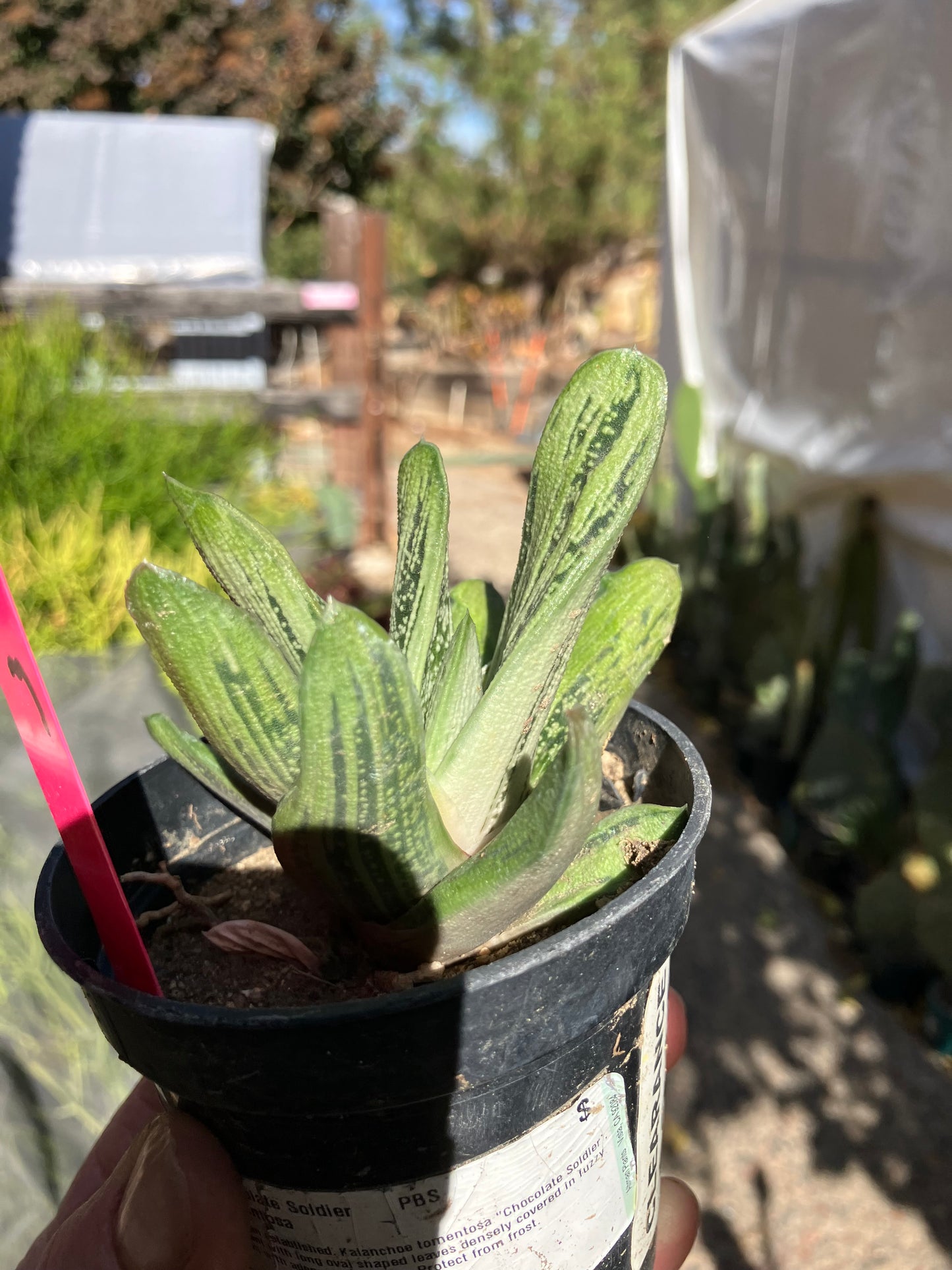 Gasteria Succulent Little Warty 7”Wide #31P