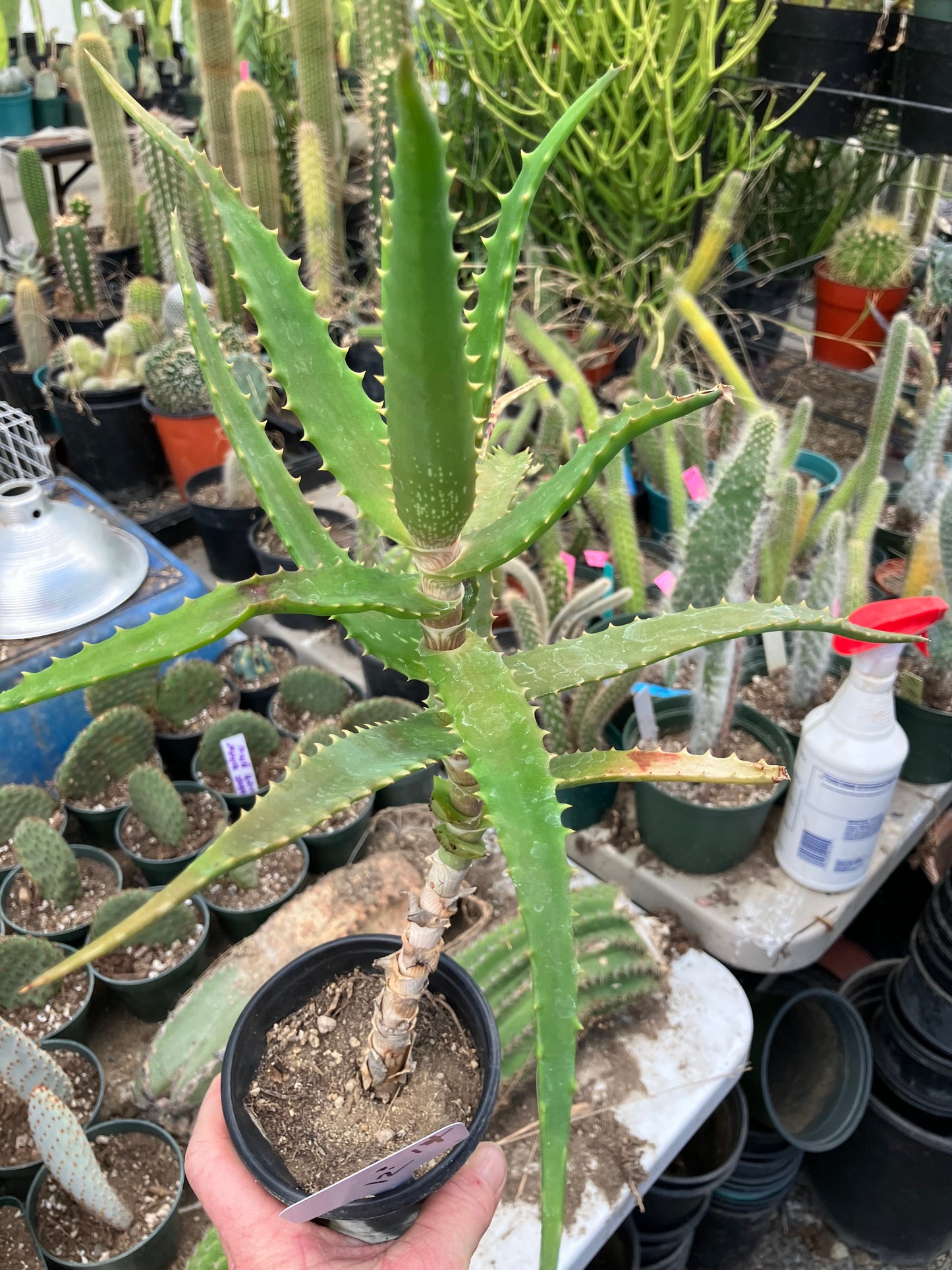 Aloe congolensis Congo Aloe Succulent 14”Tall #12W