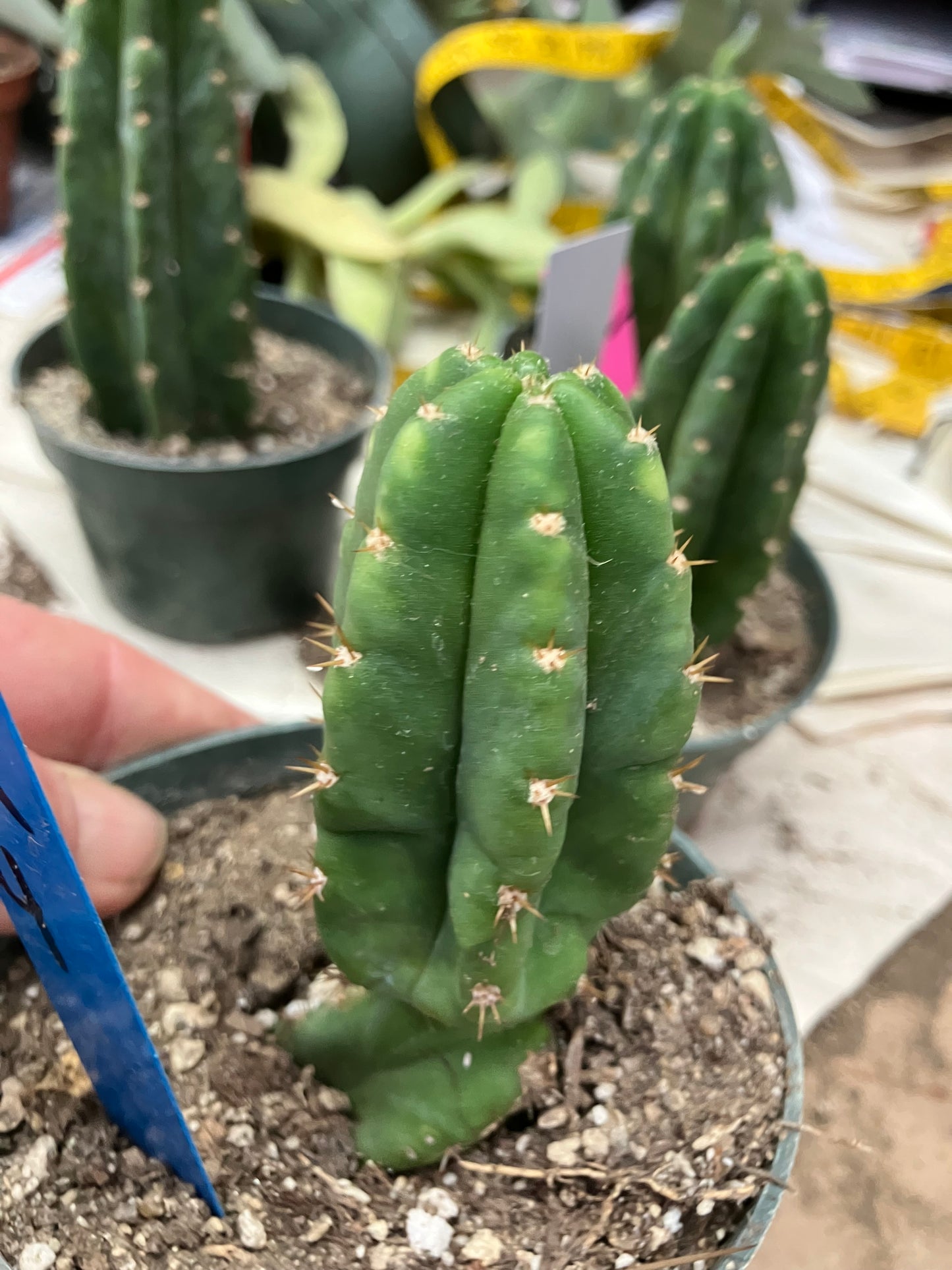 San Pedro Cactus  Trichocereus pachanoi 4"Tall #4B