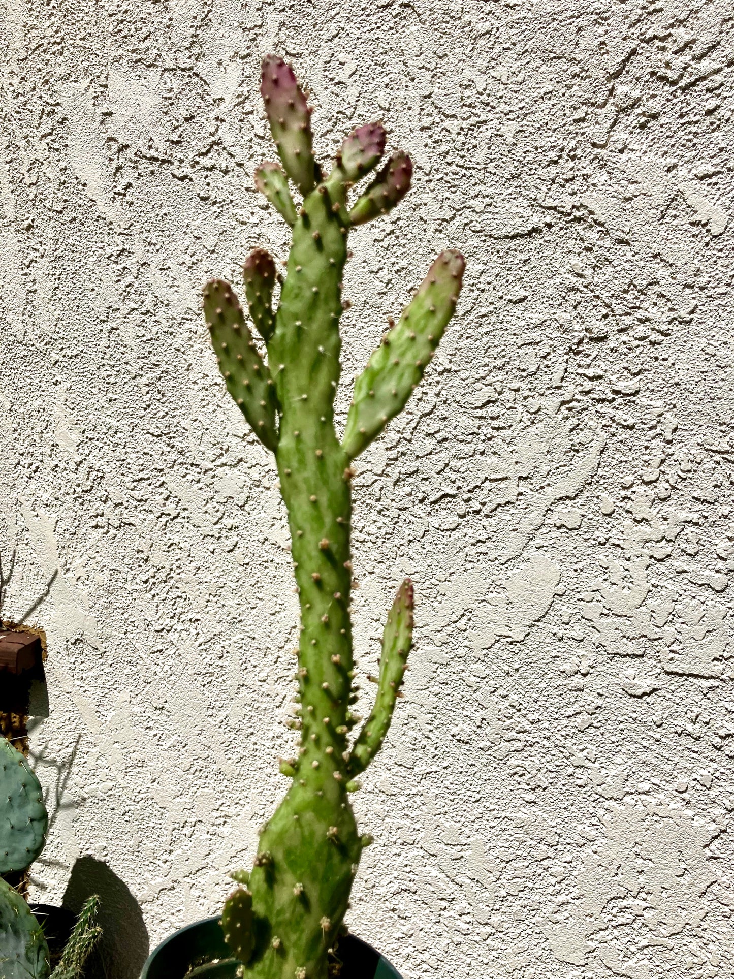 Opuntia monacantha  "Joseph's Coat" Cactus 14"Tall #140W