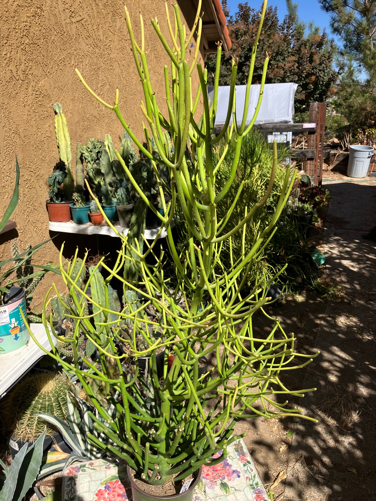 Euphorbia tirucalli Pencil Cactus/Succulent 35"Tall 19"Wide #12B