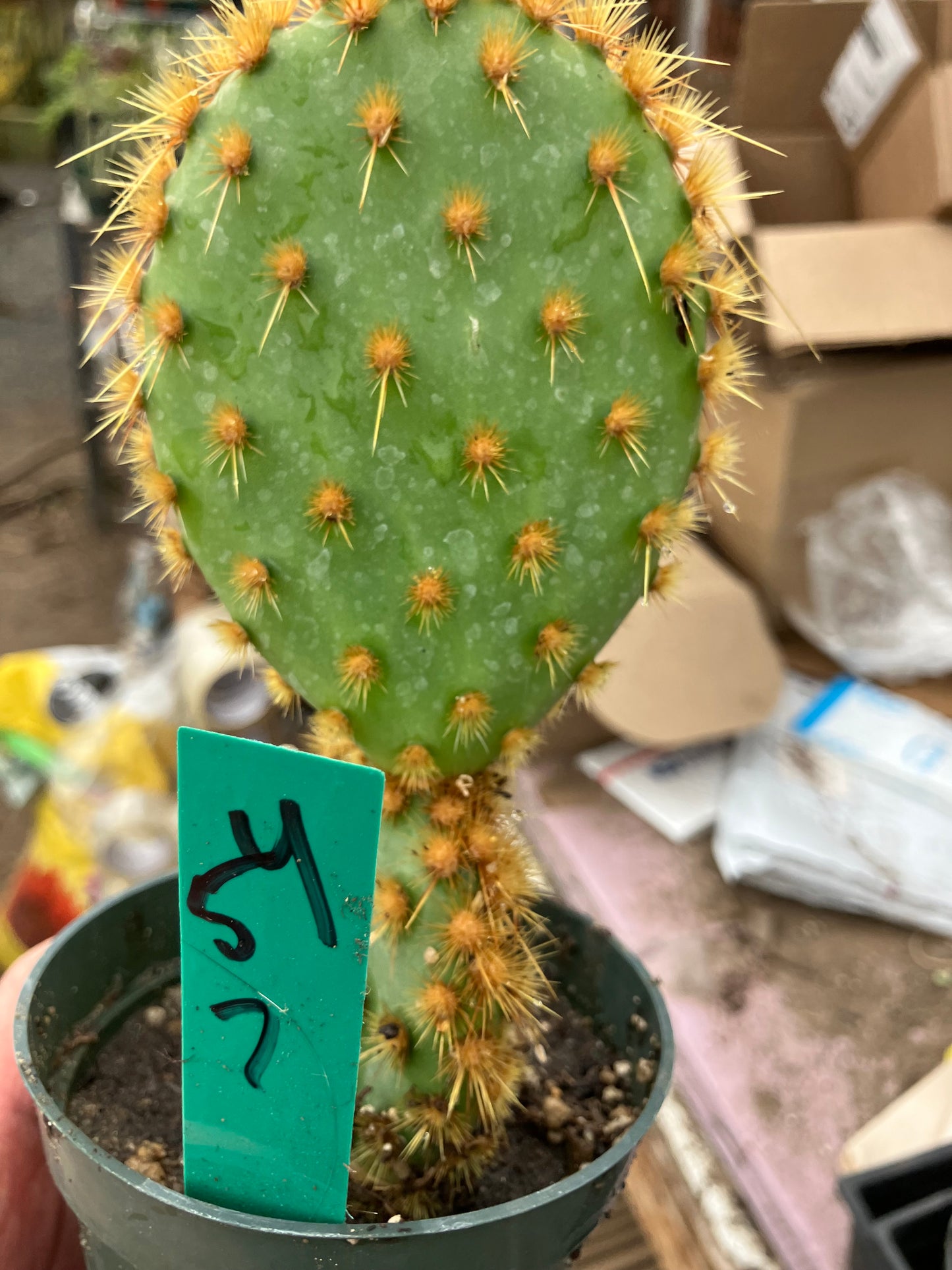 Opuntia Chenille Prickly Pear 7"Tall  #54G