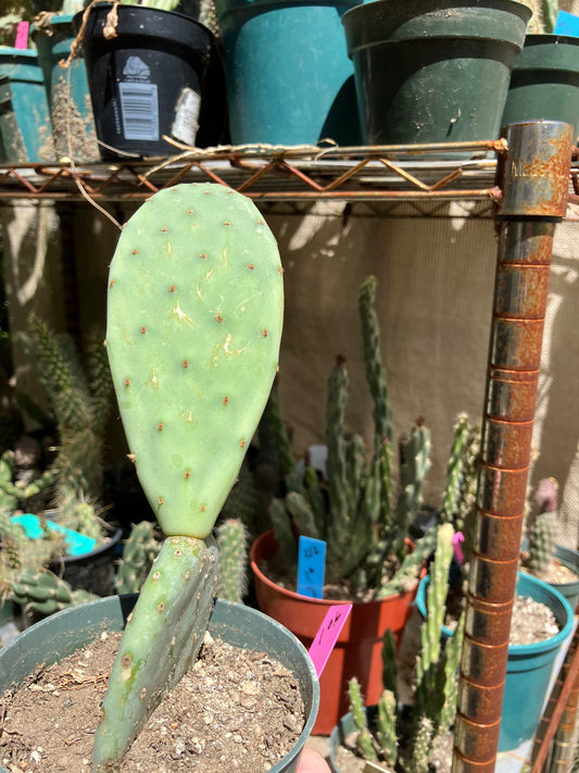 Opuntia Nopal Verde Semi Spineless 6”Tall #106P