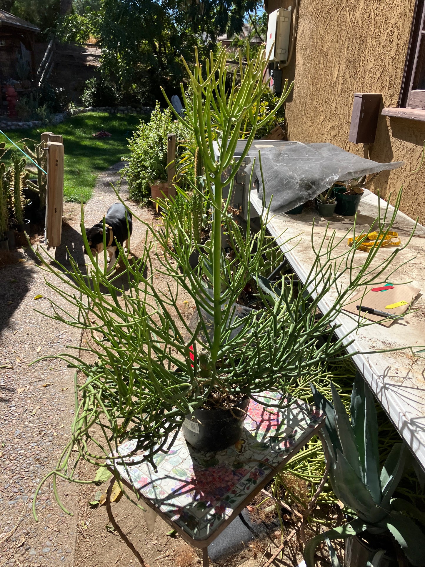 Euphorbia tirucalli Pencil Cactus/Succulent 32"Tall 38"Wide #16P