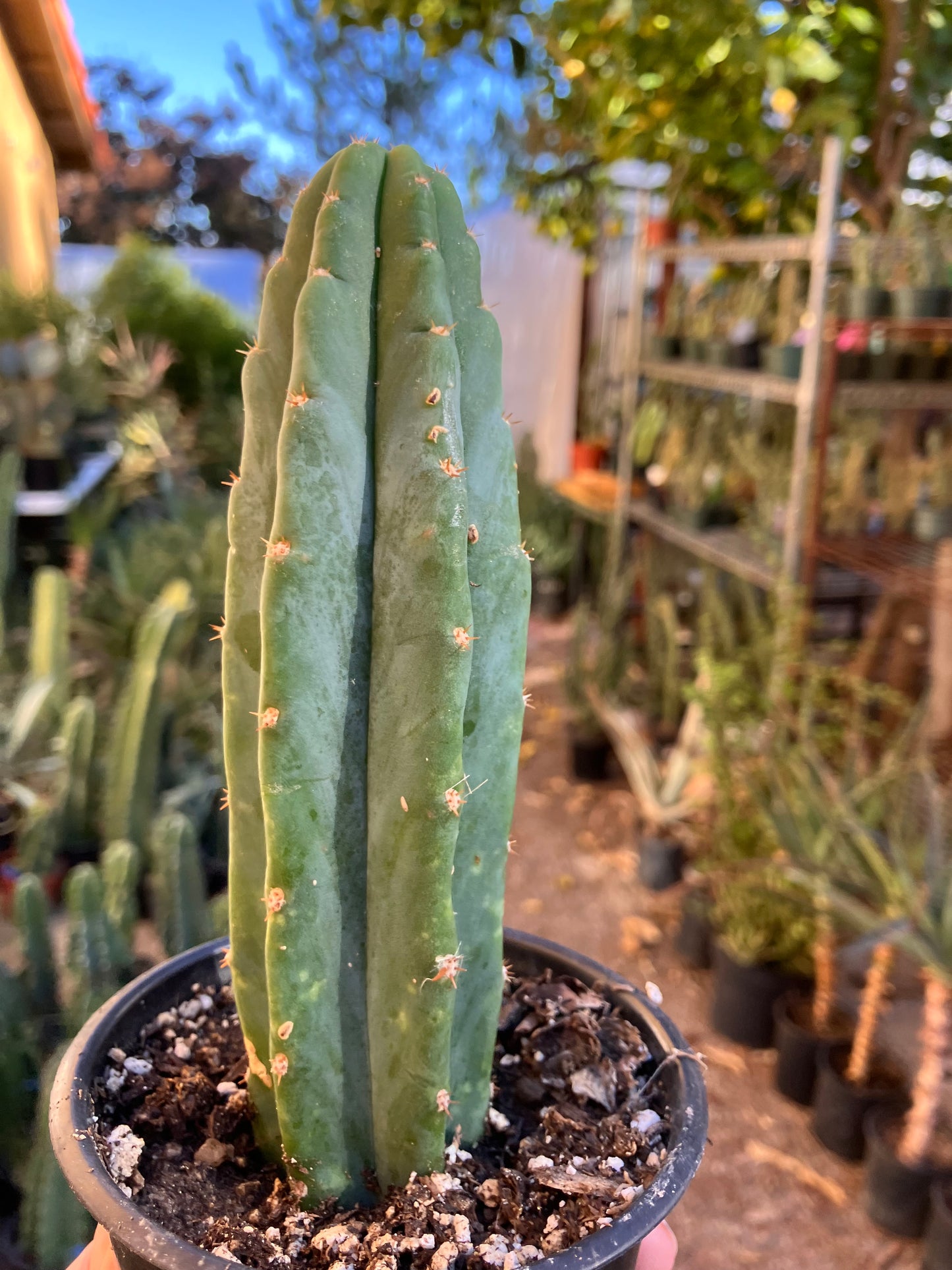 San Pedro Cactus - Trichocereus pachanoi 6"Tall #6W