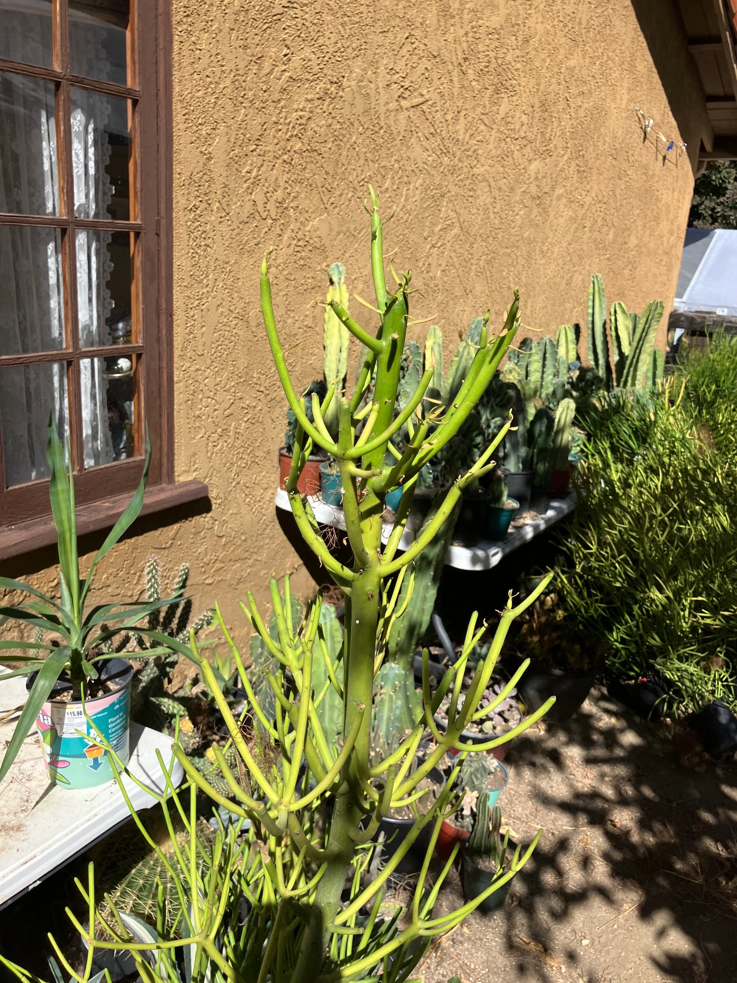 Euphorbia tirucalli Pencil Cactus/Succulent 38"Tall 20"Wide #20W