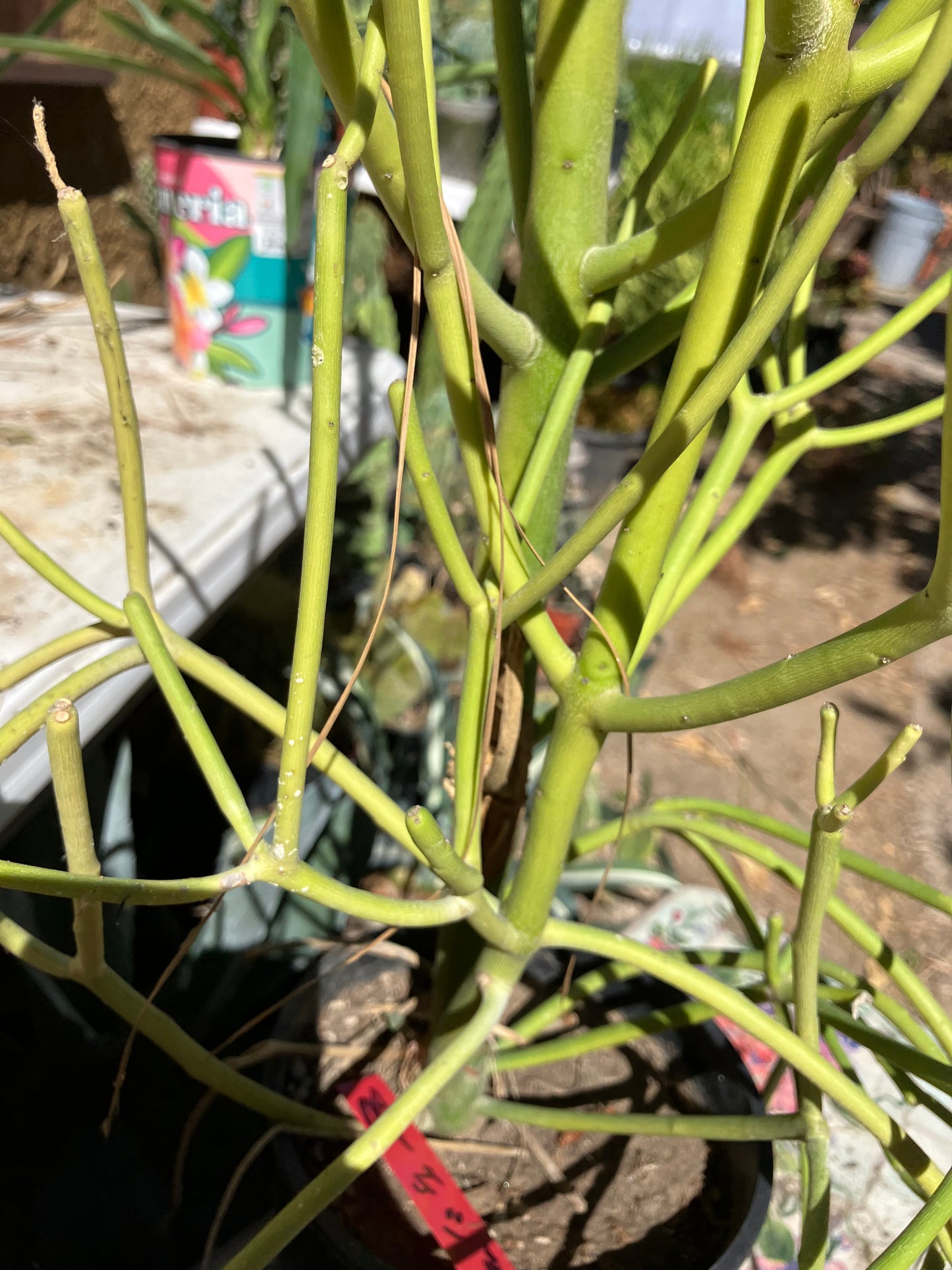 Euphorbia tirucalli Pencil Cactus/Succulent 44"Tall 12"Wide #98R