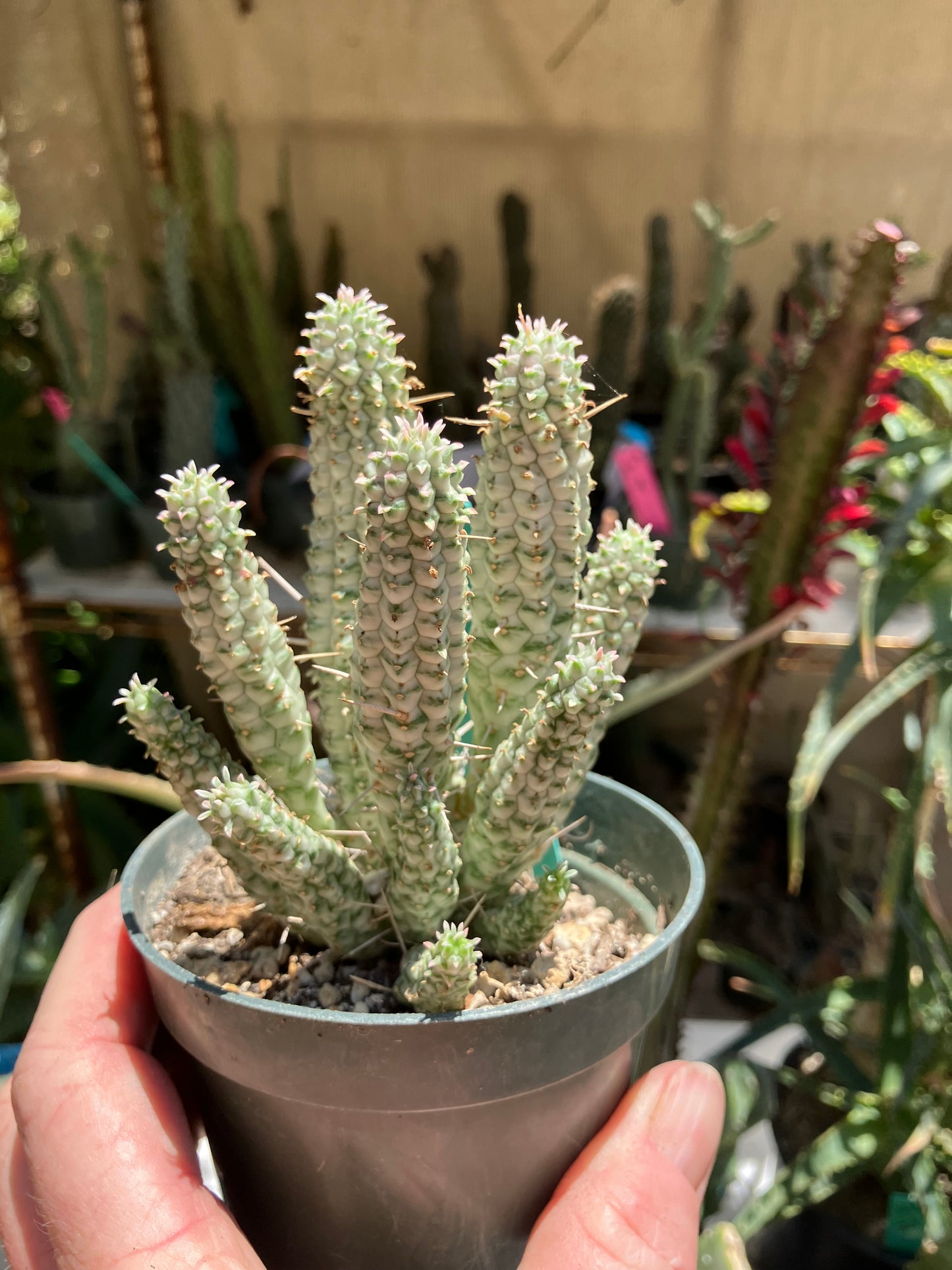 Euphorbia mammillarias Corn Cob 5.5"Tall #050