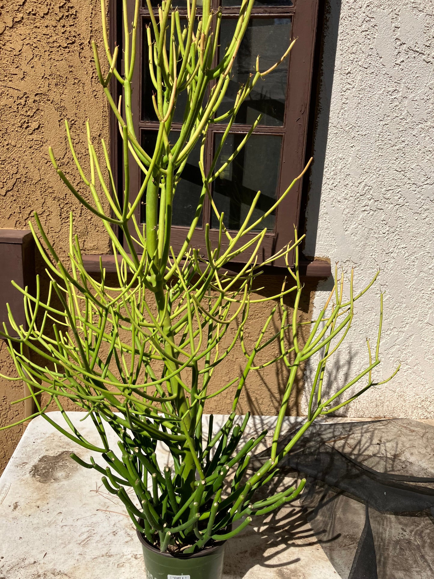 Euphorbia tirucalli Pencil Cactus/Succulent 38"Tall 20"Wide #114W