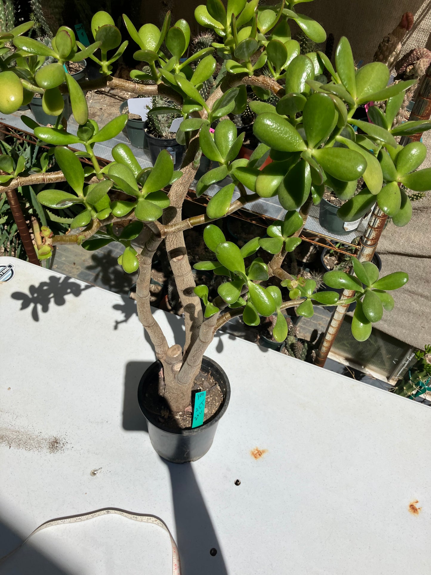 Crassula Ovata Money Jade 26”T 20”W #100G