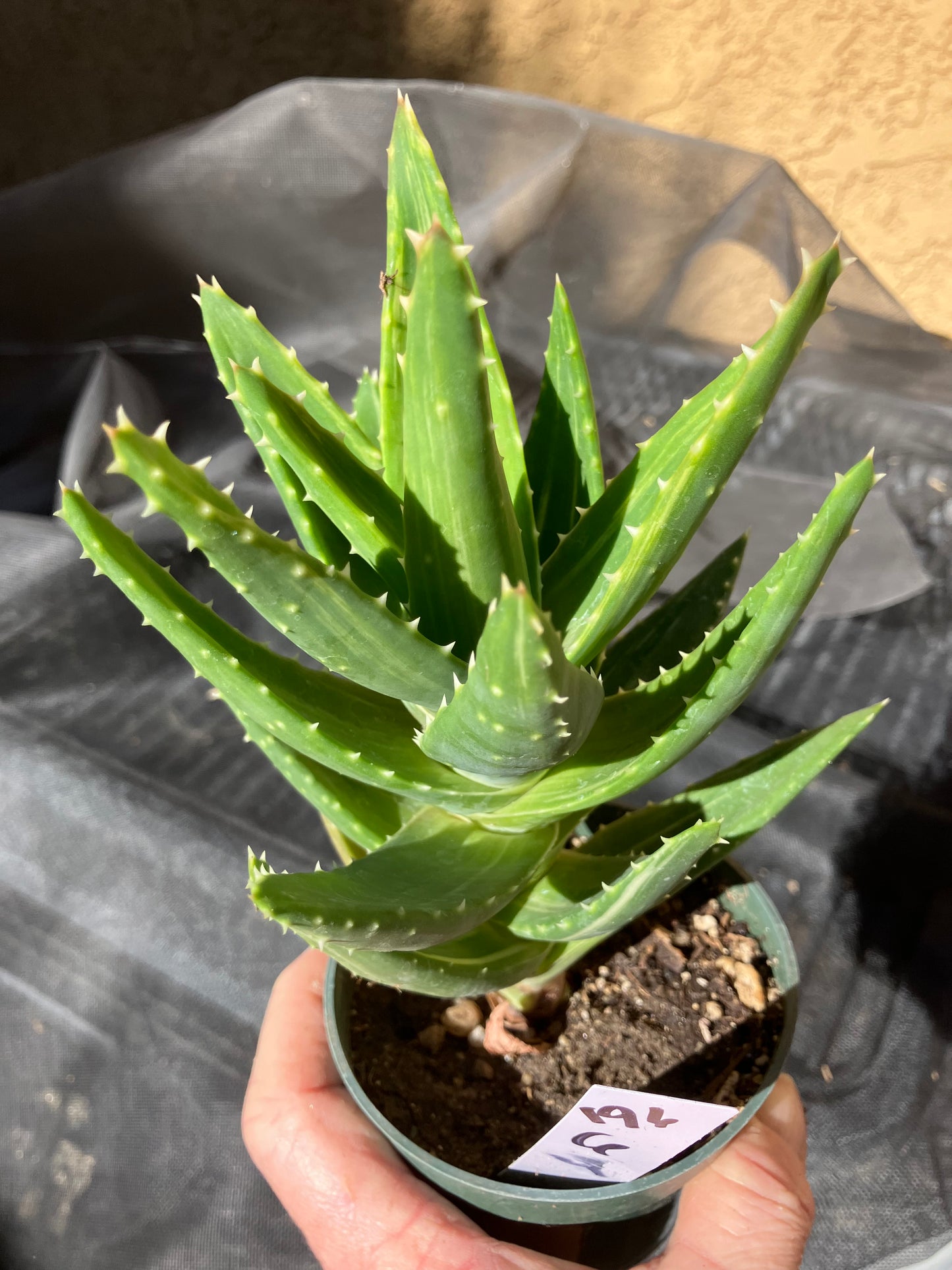 Aloe nobilis  Succulent 6" Tall #196W