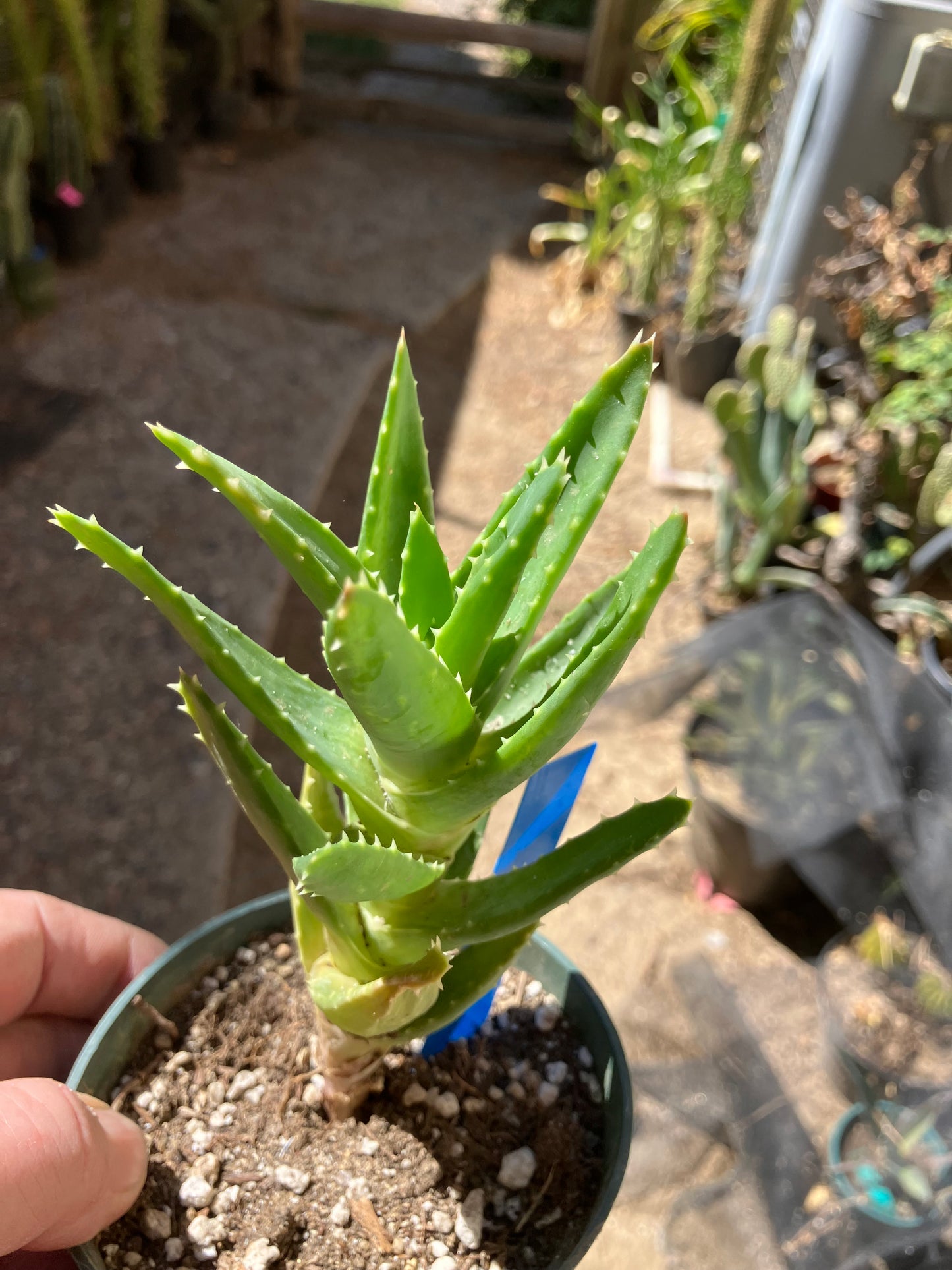 Aloe nobilis Green Succulent 6" Tall #06B