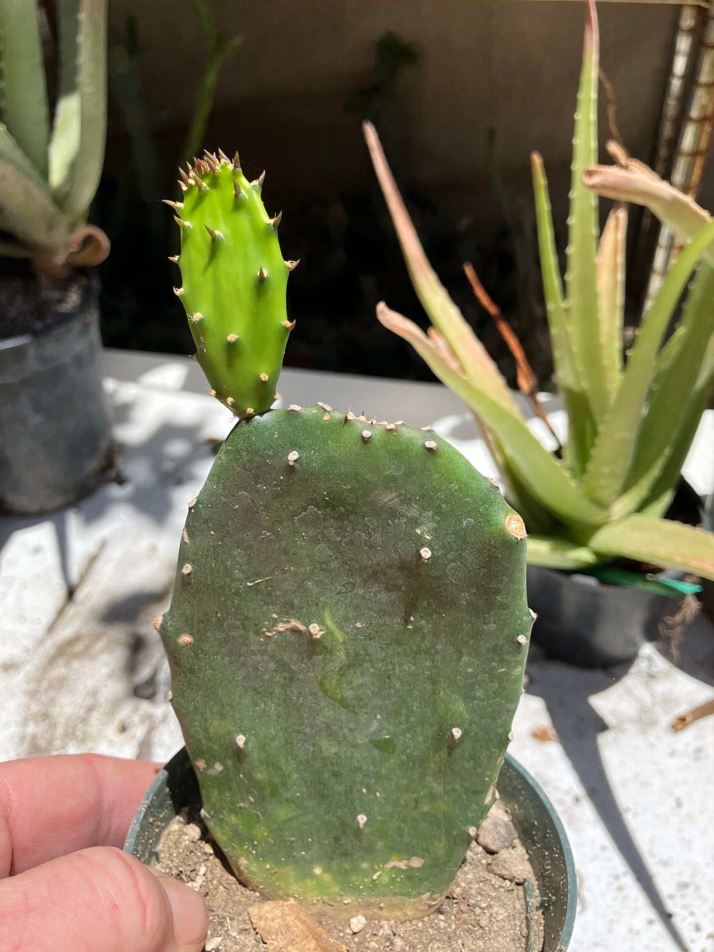 Opuntia Emerald wave Cactus 6”Tall 3" Wide #633W