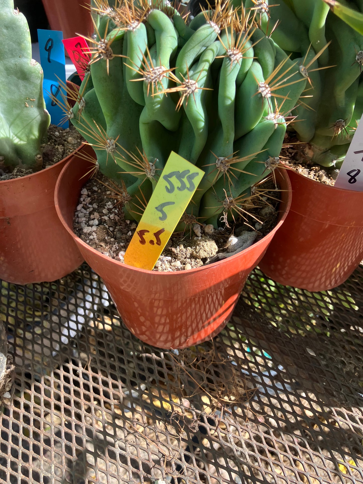 Cereus Peruvianus Monstrose Night Blooming 5" Tall 5.5"Wide #555Y