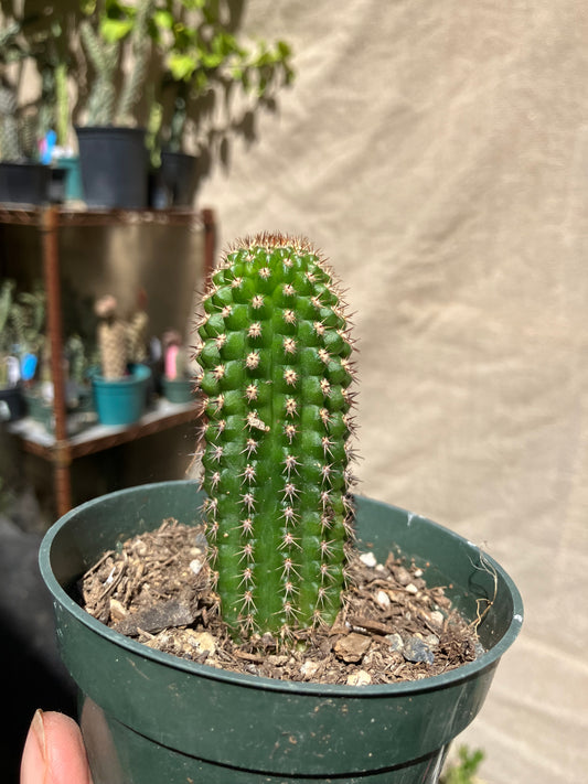 Pachycereus pecten-aboriginum
 Indian Comb Cactus 3.5"Tall #351W