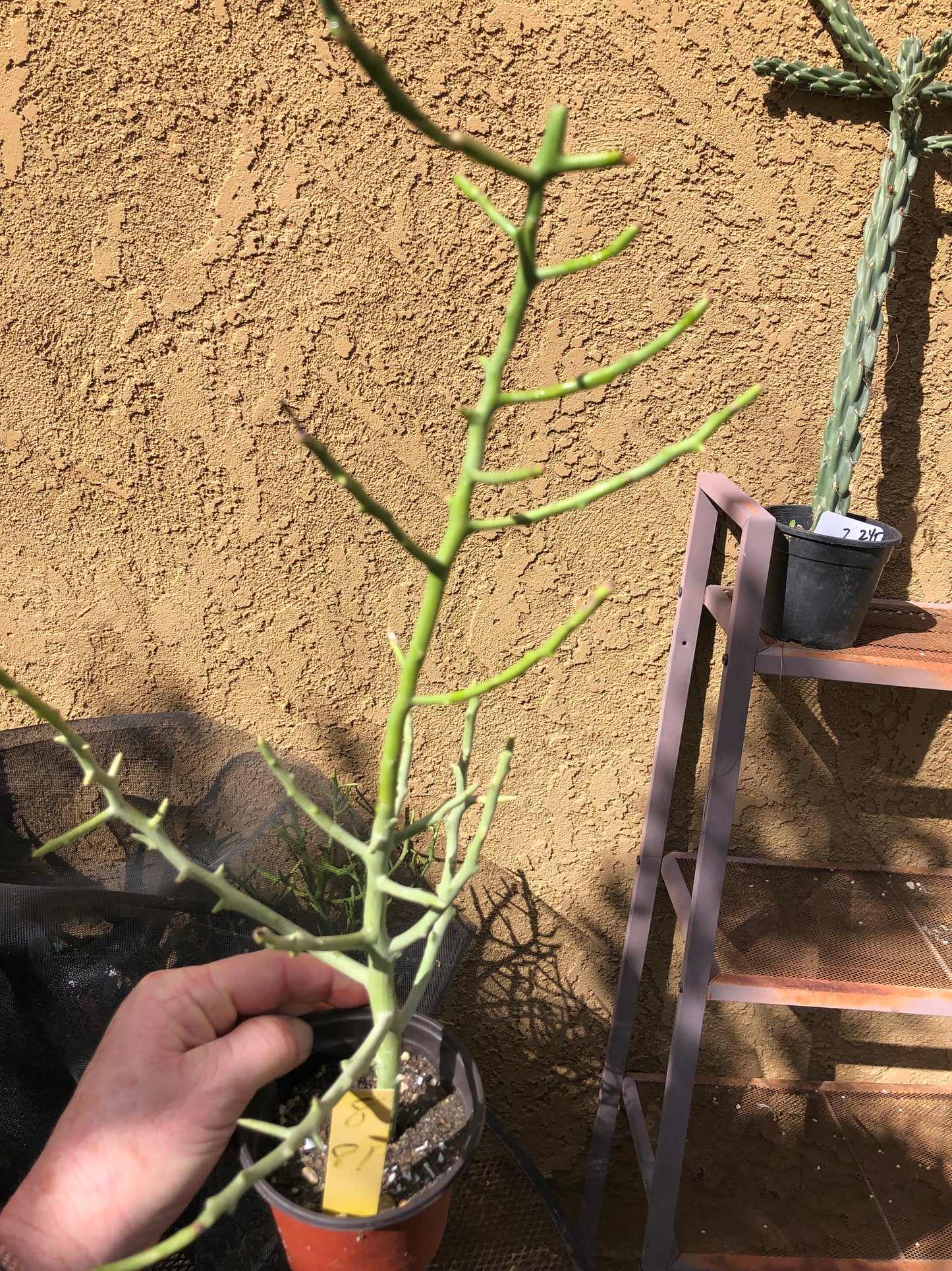 Euphorbia Tirucalli Briar Patch 8”Tall #8Y