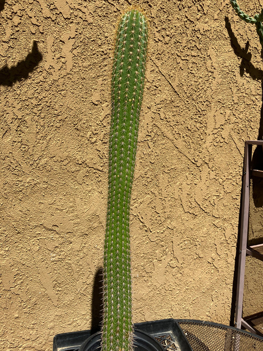 Golden Torch Cactus - Trichocereus spachianus 17" Tall #17G