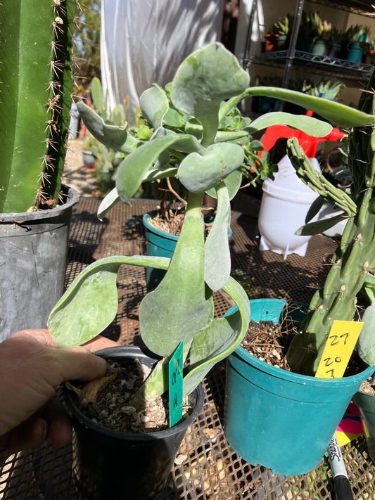 Cotyledon Silver Waves Succulent 9"Tall #99G