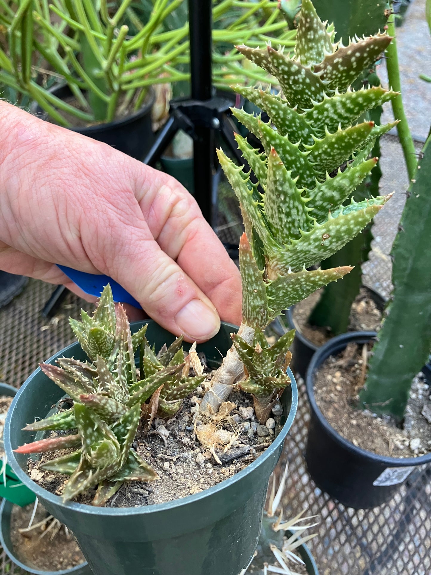 Aloe juvenna Tiger Tooth Succulent 6"Tall #6B