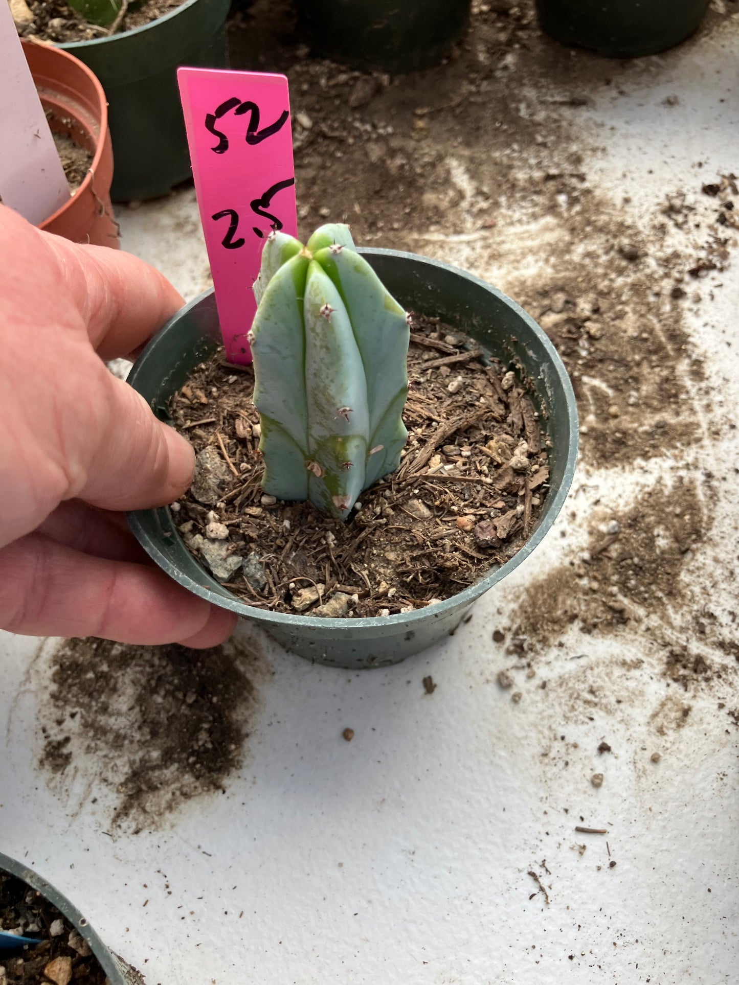 Myrtillocactus geometrizans Blue Myrtle Cactus 2.5"Tall #52P