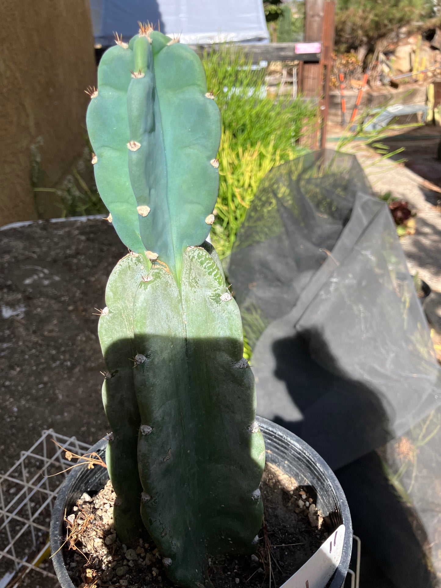 Cereus Peruvianus Night Blooming 11"Tall #11W