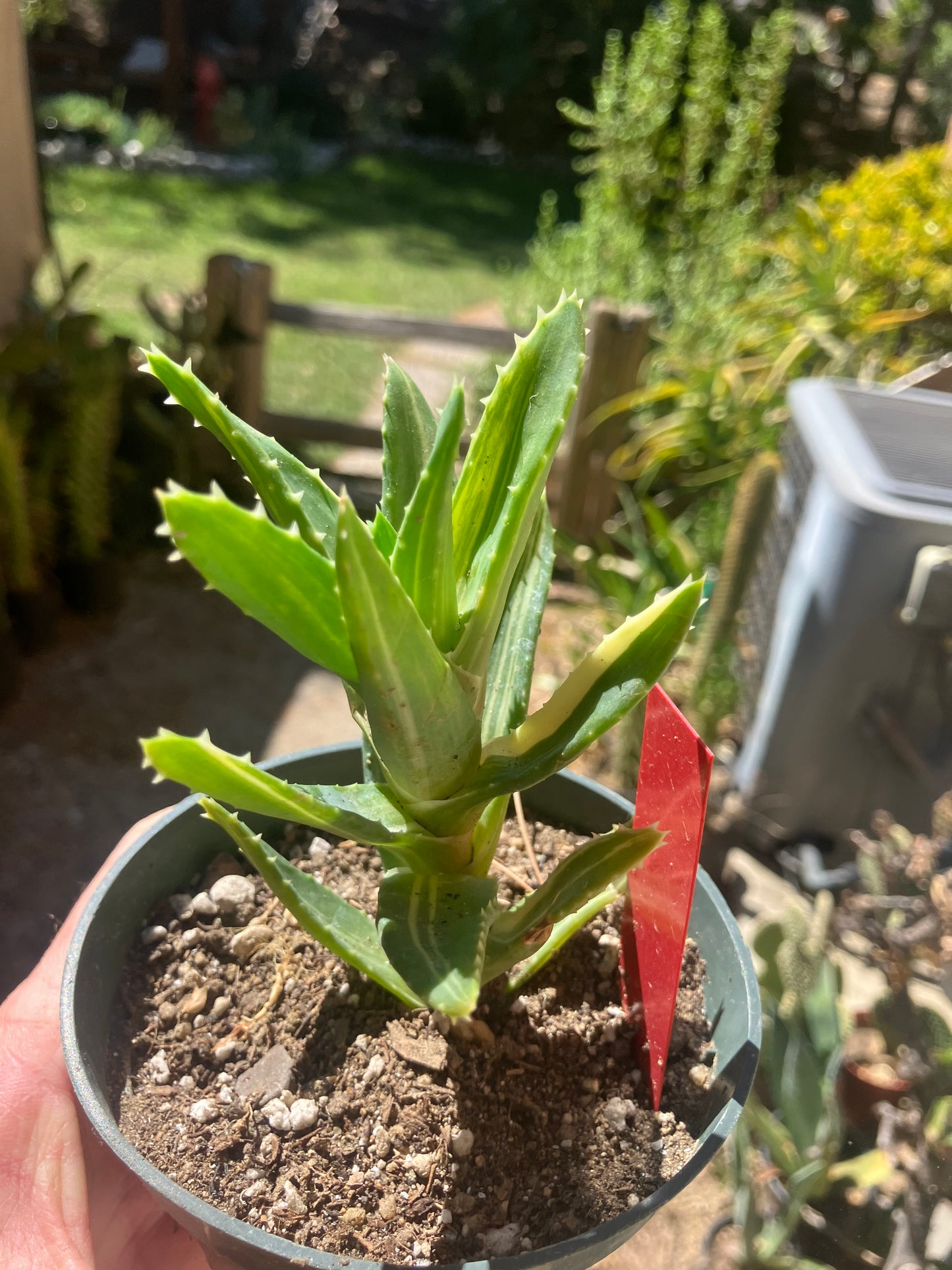 Aloe nobilis Variegated Succulent 3" Tall #R